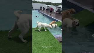 Download Lagu This Dog Doesn’t Like Bath Time 🐶💦 MP3 Download Lagu This Dog Doesn’t Like Bath Time 🐶💦 MP3