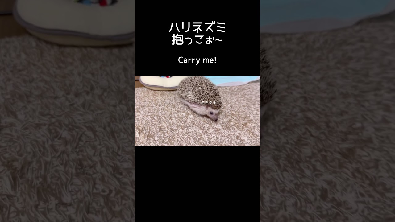 抱っこして欲しいハリネズミ　                Carry me! / #hedgehog#ハリネズミ#shorts