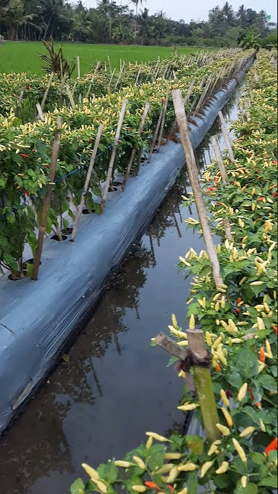 Benih ori 212 tahan patek dan layu fusarium