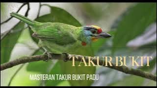 SUARA PIKAT TAKUR BUKIT