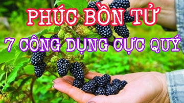 Quả Phúc Bồn Tử (Mâm Xôi) Có Tác Dụng Gì? Ăn Như Thế Nào?