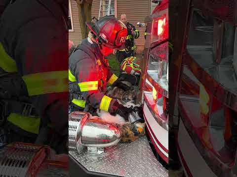 Grand Rapids MI Firefighters Attempt To Revive Cats Rescued From House Fire Sensitive Content