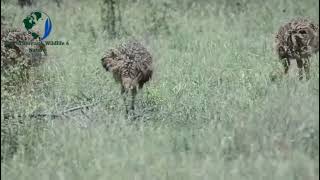 Swahili Mbuni, English Ostrich, This Birds Originated From Africa And Life Spam About 40 Up 50Yr