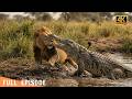 Apex Predators: The Brutal Logic of Wildlife Survival (Full Episode) |  nature animal documentary