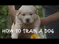How to train a dog | easy | Arjun Kadayaprath | dog training | Toby | golden retriever