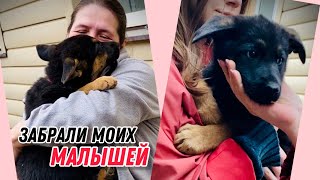 картинка: ПРИЕХАЛИ И ЗАБРАЛИ СРАЗУ ДВУХ ЩЕНКОВ