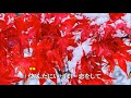 【新曲】 「恋三味線」 :長山洋子 cover てるちゃん