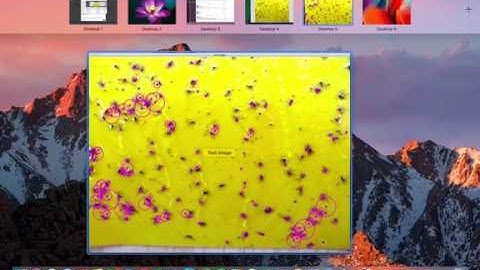 Insect Detection Demo