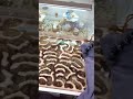 My Fastest Growing Ant Farm My Fastest Growing Ant Farm