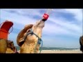 Camel drinking coca cola djerba    