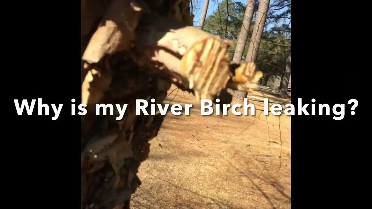 Why is my River Birch tree dripping, crying, bleeding? When to prune