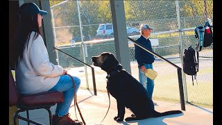 Dog Training, Georgia, Lab, Day 12: Off Leash Recall | River Walk Park | Distractions | Murphy, NC