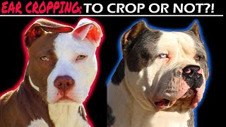 Dog ear cropping: is it worth it? Cropped Ears vs. Natural Ears