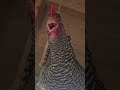 Chicken Talk