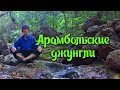 Прогулка  вдоль ручья в Арамбольских джунглях | Гоа Индия