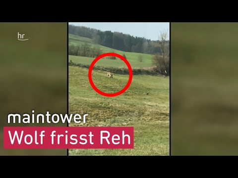 Wolf in Nordhessen frisst Reh | maintower