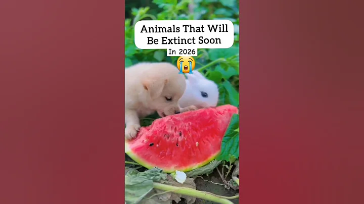 "Animals that extinct in 2026" | #facts #factvideo #animals #animalshorts