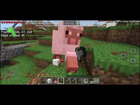 Killing my Breeded sheep