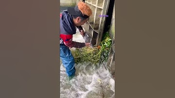 Cá Lớn - bắt Cá Rô Phi Khủng mắc kẹt 😱 #khacthuyvlogg