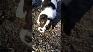 Funny Cute Dogs