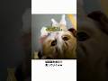 家族を置いてっちゃダメ！ #猫のいる暮らし #猫好きさんと繋がりたい #いい言葉 #好きな子猫 #癒し