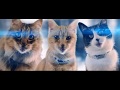 Meow Mix - "The Shelines" Director's Cut