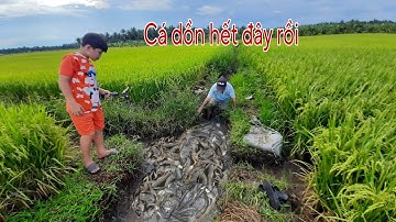 Cá nằm đặc kẹo khúc mương này luôn | Bông lúa Miền Tây