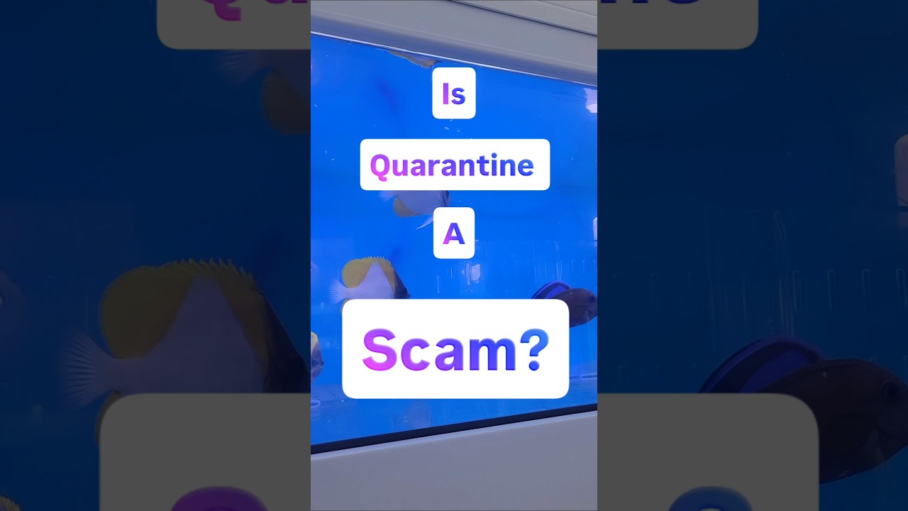 the truth about fish quarantine #aquarium #reeflife #fishtank #fishfam  #allmymoneygoestocoral