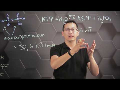 Видео: Как структура АТФ способствует его функции?