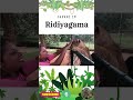 Safari In Ridiyagama 6  #exploremore #travel #trending #birds #coupletravel #nature #srilanka
