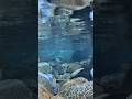 I put my camera underwater...