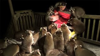 Man Surrounded By More Than 30 Raccoons
