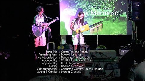 PYGMY MARMOSET Cerita Tentang Pohon Live at MEREMAS: CAPTURE THE NATURE