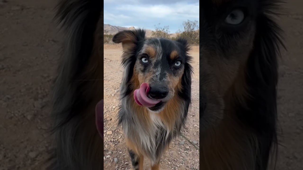 Hanging with the Aussie tribe 