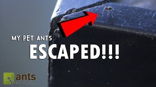 OMG! My Pet Ants Escaped Into My Home