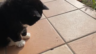 もんたのアリの観察を見て感動させられた