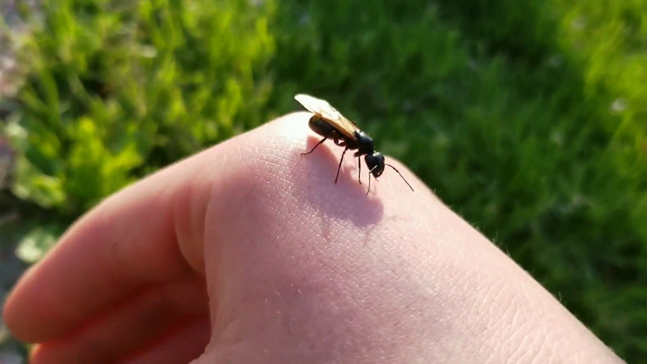 Carpenter ant (camponotus nuptial flight) is upon us!!! YouTube