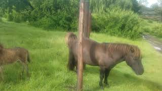 Cute little mule foal.  Cross between donkey male and miniature horse female.