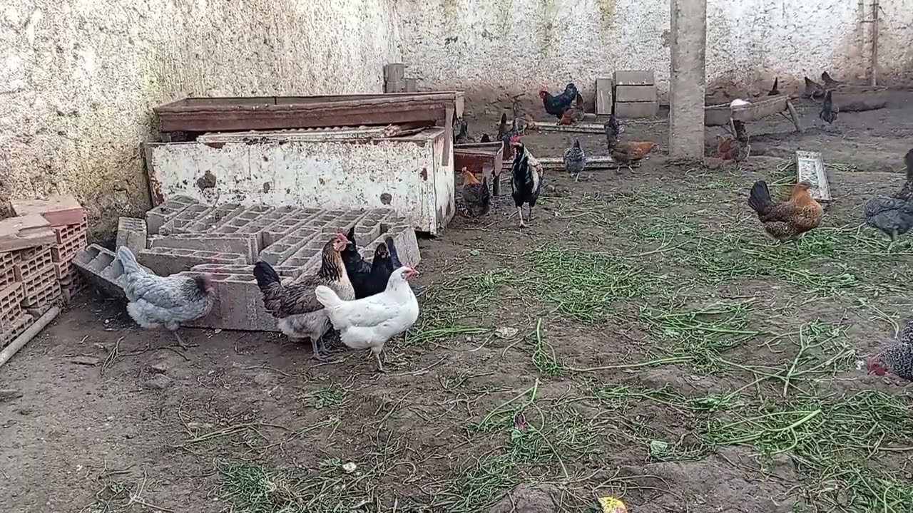 أحوال الدجاج في شهر رمضان 🐔🌙