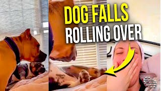 Dog Rolls Over on a Bed but Falls off as Another Dog Checks up on It and Owner Laughs