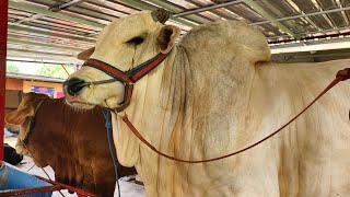 SAPI QURBAN 1.1 TON OPEN HARGA 🔥🔥🔥 hati farm citayem