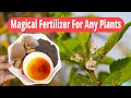 How to make fertilizer from Mustard and Vermicompost | Fertilizer for any plants