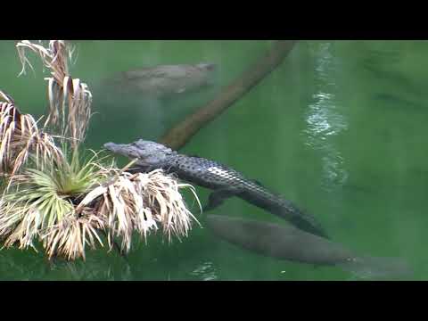 Above-Water Webcam at Blue Spring State Park