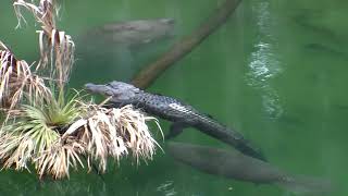 Blue Spring above water manatee cam highlights