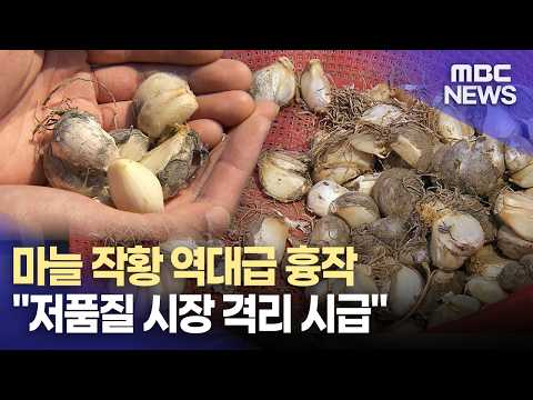 마늘 피해 예상보다 더 심각.."저품질 시장 격리 시급"(2026.6.29/뉴스데스크/MBC경남)