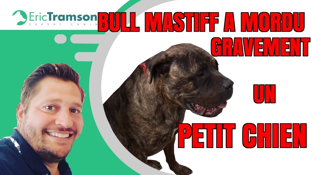 MON CHIEN BULL MASTIFF A MORDU  GRAVEMENT UN PETIT CHIEN MARSEILLE - YouTube