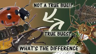 Beetles Are NOT True Bugs! // What Are True Bugs?