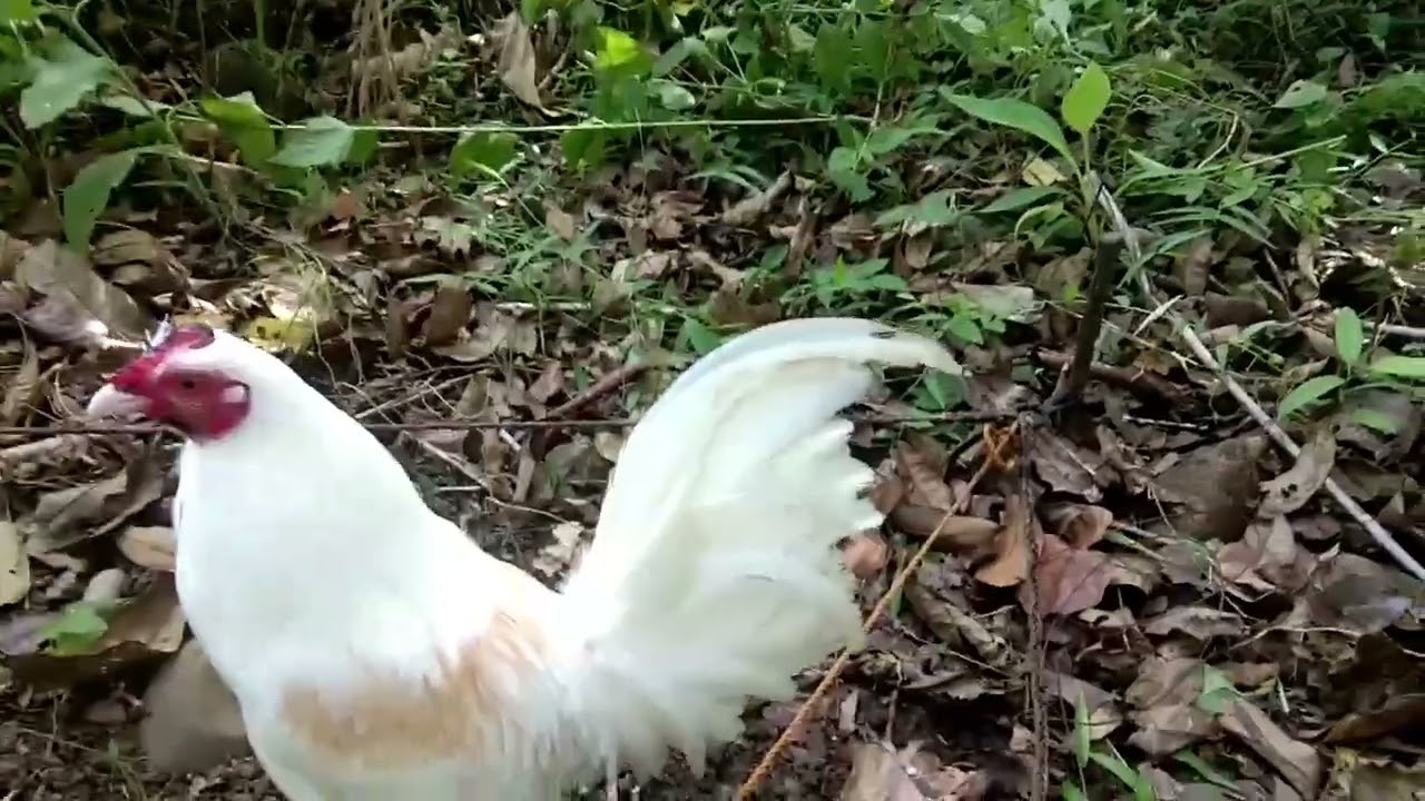 UNANG SABAK NI PUTI. Labuyong puti. Shout out!