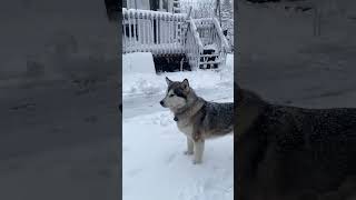 April Snow Storm Mixed Emotions #alaskanmalamutes #malamutelovers #sleddogs by BUBCvision 995 views 3 weeks ago 1 minute, 22 seconds