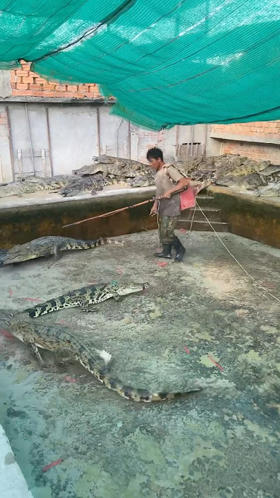 Dia menangkap buaya dengan listrik